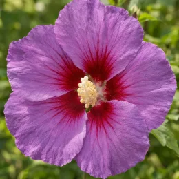 Althéa 'Russian violet' (Hibiscus syriacus) — gros plan sur une fleur mauve et rouge