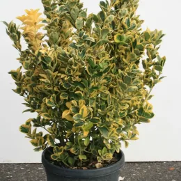 Fusain du japon 'Elegantissima aurea' (Euonymus japonicus) — arbuste dense au feuillage vert panaché de jaune · Pot 8L