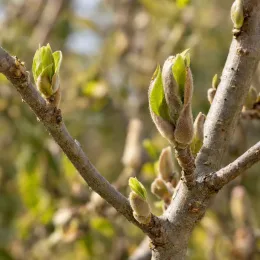 Magnolia de soulange 'Lennei rubra' (Magnolia soulangeana) — gros plan sur jeunes bourgeons et feuilles naissantes