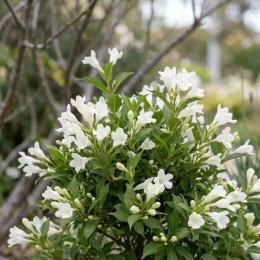 Weigela 'Bianco' (Weigela picobella) — arbuste compact couvert de fleurs blanches