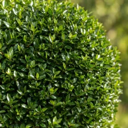 Troène du japon (Ligustrum jonandrum) — boule dense de feuillage vert brillant taillé