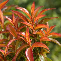 Leucothoé 'Scarletta orange' (Leucothoe axillaris) — jeunes feuilles rouges vernissées en gros plan