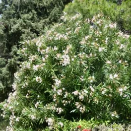 Laurier rose (blanc) — grand arbuste dense couvert de fleurs pâles