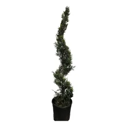 Cyprès de Leyland (Cupressocyparis leylandii) — conifère élancé taillé en spirale dans pot noir · Pot 20L