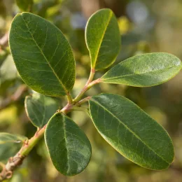 Pistachier vrai 'Randy' (Pistacia vera) — gros plan sur rameau aux larges feuilles vertes