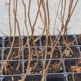 Arbre de Judée (Cercis siliquastrum) — jeunes tiges ligneuses en godets de pépinière · Motte
