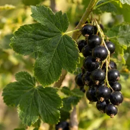 Casseillier (Ribes × culverwellii) — grappe serrée de baies noires avec feuilles · Photo d'illustration