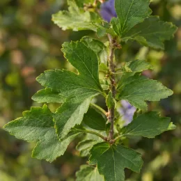 Althéa 'Sup blue' (Hibiscus syriacus) — rameau avec feuillage vert denté, fond flou