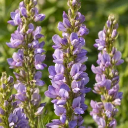 Réglisse glabre (Glycyrrhiza glabra) — épis floraux violets en gros plan · Photo d'illustration