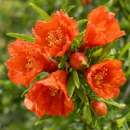 Grenadier mollar de elche — gros plan de fleurs orange avec boutons
