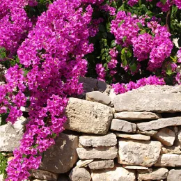 Bougainvillier