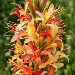 Gingembre ornemental (Hedychium poupre) — grappe dense de fleurs jaunes et orangées · Photo d'illustration