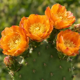 Oponce à fleurs oranges (Opuntia elata) — gros plan sur fleurs oranges sur cactus