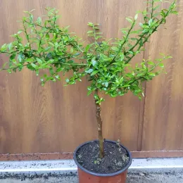 Citronnier caviar 'Rouge' (Citrus australasica) — jeune arbuste sur tige en pot noir · Pot 1.5L Tige
