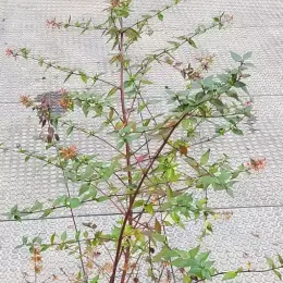 Abelia à grandes fleurs (Abélia grandiflora) — jeune arbuste élancé avec feuillage vert et fleurs clairsemées · Pot 3L