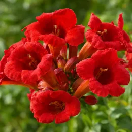 Bignone 'Stromboli' (Campsis radicans) — gros plan de trompettes rouges regroupées · Photo d'illustration