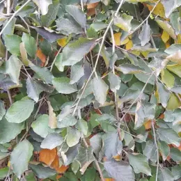 Hêtre commun 'Purpurea' (Fagus sylvatica) — branches retombantes couvertes de feuillage dense