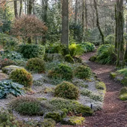 Cèdre du japon 'Vilmoriniana' (Cryptomeria japonica) — massif de petits conifères le long d’un sentier