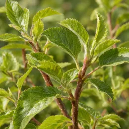 Pommier 'Mm111' (Malus domestica) — jeunes rameaux rouges avec feuillage vert dense · Photo d'illustration