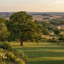 Chêne denté (Quercus dentata) — grand arbre isolé sur vaste pelouse en campagne · Photo d'illustration