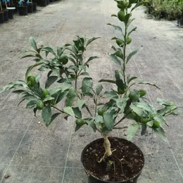 Kumquat (Citrus fortunella) — petit arbuste fruitier vert en pot de pépinière · Pot 5L Touffe