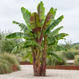 Bananier du sikkim 'Darjeeling' (Musa sikkimensis) — grand sujet au feuillage vert et pourpre · Photo d'illustration