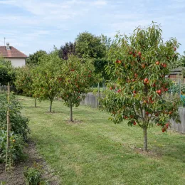 Nectarinier 'Venus' (Prunus persica) — arbres fruitiers chargés de fruits rouges au jardin