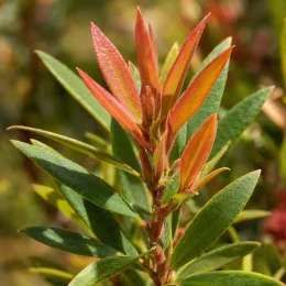 Rince-bouteilles 'Burgundy' (Callistemon) — jeunes pousses rouges avec feuilles vertes allongées