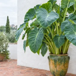 Oreille d'éléphant 'Jack's giant' (Colocasia esculenta) — grand feuillage luxuriant dans un pot décoratif