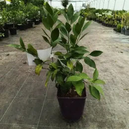Mandarinier satsuma maxima 'Maxima' (Citrus unshui) — jeune agrume en pot plastique dans serre · Pot 6L Tige