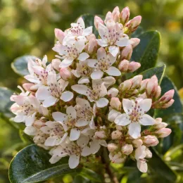Raphiolépis du japon 'Ovata' (Rhaphiolepis umbellata) — gros plan sur grappes de petites fleurs blanches