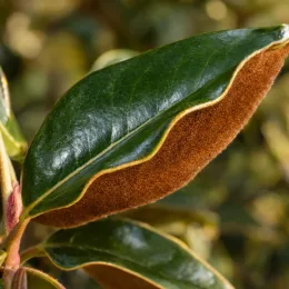 Magnolia 'Kay parris' (Magnolia grandiflora) — gros plan sur feuille luisante au revers feutré brun