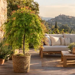 Érable du japon 'Cascade emerald' (Acer palmatum) — arbuste en pot tressé sur terrasse ensoleillée