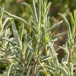 Lavande 'Hidcote' (Lavandula angustifolia) — gros plan sur tiges et feuilles étroites · Photo d'illustration
