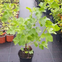 Casseillier josta 'Josta' (Ribes × nidigrolaria) — jeune arbuste feuillu en pot de pépinière · Pot 2.5L Touffe