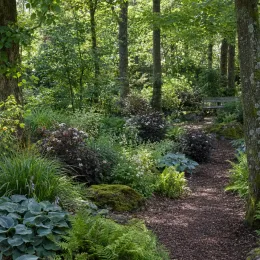 Physocarpe pourpre 'All black' (Physocarpus opulifolius) — massif arbustif sombre le long d'un sous-bois · Photo d'illustration