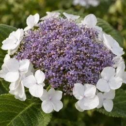 Hortensia (Hydrangea sargentiana) — inflorescence plate violette entourée de grandes bractées blanches · Photo d'illustration