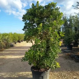 Pittospore du Japon (Pittosporum tobira) — grand arbuste dense en pot noir, vue entière · Pot 110L