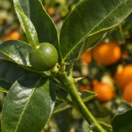 Oranger navel 'Chislett summer navel' (Citrus sinensis) — jeune agrume vert et feuillage, fruits orangés flous