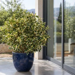 Osmanthus 'Variegatus' (Osmanthus heterophyllus) — arbuste dense en pot bleu sur terrasse