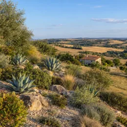 Agave de palmer (Agave palmeri) — massif de plantes succulentes sur pente rocailleuse · Photo d'illustration