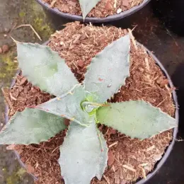 Agave salmiana — rosette de feuilles épaisses dans substrat brun · Pot 2.5L