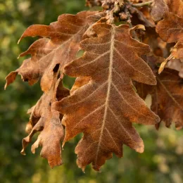 Chêne (Quercus pyrenaica) — gros plan de feuilles brunes lobées · Photo d'illustration