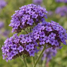 Verveine de buenos-aires 'Blue violet' (Verbena bonariensis) — gros plan d'ombelles de petites fleurs mauves · Photo d'illustration