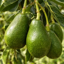 Avocatier race antillaise 'Nachar' (Persea americana) — gros fruits verts pendants parmi le feuillage · Photo d'illustration
