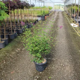 Lilas à petites feuilles 'Dark purple' (Syringa) — arbuste ramifié en pot sur allée de pépinière · Pot 7.5L