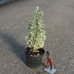 Fusain du japon 'White spire' (Euonymus japonicus) — jeune arbuste panaché en pot noir, extérieur · Pot 3L