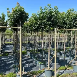 Érable plane 'Globosum' (Acer platanoides) — alignement d’arbres tuteurés en pots de pépinière · Pot 30L Tige 6/8