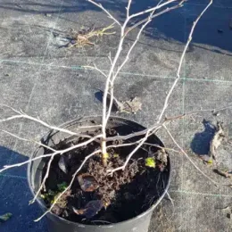 Plaqueminier nain (Diospyros rhombifolia) — jeune arbuste défeuillé en pot plastique noir · Pot 2.5L