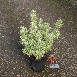Fusain du japon 'Kathy' (Euonymus japonicus) — arbuste compact au feuillage panaché en pot noir · Pot 3L